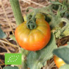Tomate Marmande au jardin