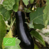 AUBERGINE de BARBENTANE - Graines BIO | Ferme de Sainte Marthe | Graines et Bio