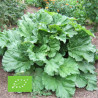 RHUBARBE VICTORIA - Graines BIO | Ferme de Sainte Marthe | Graines et Bio