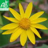 ARNICA - Graines BIO | Ferme de Sainte Marthe | Graines et Bio