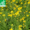 ARNICA - Graines BIO | Ferme de Sainte Marthe | Graines et Bio