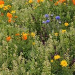 Mélange de graines mellifères bio botanic® - graines à semer (30 m²) :  Bulbes de fleurs BOTANIC jardin - botanic®