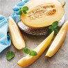 MELON DE CAVAILLON - Graines BIO | Ferme de Sainte Marthe | Graines et Bio