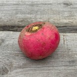 RADIS ASIATIQUE MISATO - Graines non traitées | Ferme de Sainte Marthe | Graines et Bio