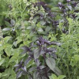 PLANTES COMPAGNES - Mélange ANTI-MOUSTIQUE (5 grammes)- Graines non traitées