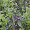 Mélange ANTI-MOUSTIQUE (25 grammes) - Graines non traitées | Ferme de Sainte Marthe | Graines et Bio