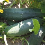 CONCOMBRE LONG ANGLAIS - Graines BIO | Ferme de Sainte Marthe | Graines et Bio