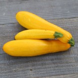 COURGETTE JAUNE - Graines BIO