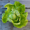 LAITUE SUCRINE - Graines BIO | Ferme de Sainte Marthe | Graines et Bio
