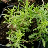 SARRIETTE Vivace - Graines BIO