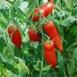 TOMATE ANDINE CORNUE - Graines BIO