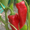 PIMENT d'ESPELETTE Gorria - Graines BIO | Ferme de Sainte Marthe | Graines et Bio