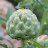 ARTICHAUT IMPERIAL STAR - Graines BIO | Ferme de Sainte Marthe | Graines et Bio