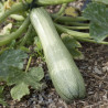 COURGETTE GENOVESE - Graines BIO | Ferme de Sainte Marthe | Graines et Bio