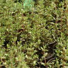 THYM - Graines BIO | Ferme de Sainte Marthe | Graines et Bio