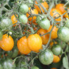TOMATE COCKTAIL Clémentine - Graines BIO | Ferme de Sainte Marthe | Graines et Bio