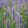 AGASTACHE ANISÉE - Graines BIO | Ferme de Sainte Marthe | Graines et Bio