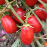 TOMATE ROMA - Graines BIO | Ferme de Sainte Marthe | Graines et Bio