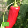 POIVRON CORNO Di TORO Rosso - Graines BIO | Ferme de Sainte Marthe | Graines et Bio
