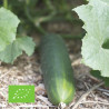 CONCOMBRE MARKETMORE Précoce - Graines BIO | Ferme de Sainte Marthe | Graines et Bio