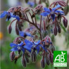 BOURRACHE Officinale - Graines BIO | Ferme de Sainte Marthe | Graines et Bio