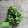 PERSIL PLAT GÉANT D'ITALIE - Graines BIO | Ferme de Sainte Marthe | Graines et Bio