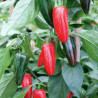 PIMENT JALAPENO ROUGE - Graines BIO | Ferme de Sainte Marthe | Graines et Bio