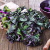 CHOU KALE Rouge de Russie - Graines BIO | Ferme de Sainte Marthe | Graines et Bio