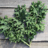 CHOU KALE Rouge de Russie - Graines BIO | Ferme de Sainte Marthe | Graines et Bio