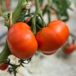TOMATE REINE DE SAINTE MARTHE - Graines BIO