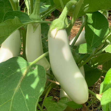AUBERGINE BLANCHE Longue - Graines BIO | Ferme de Sainte Marthe | Graines et Bio AUBERGINE BLANCHE Longue - Graines BIO | Ferme de Sainte Marthe | Graines et Bio