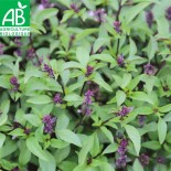 BASILIC THAÏ - Graines BIO | Ferme de Sainte Marthe | Graines et Bio