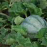 MELON ANCIEN Vieille France - Graines BIO | Ferme de Sainte Marthe | Graines et Bio