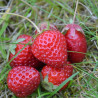 FRAISIER ALEXANDRIE - Graines BIO | Ferme de Sainte Marthe | Graines et Bio