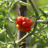 TOMATE VOYAGE - Graines BIO | Ferme de Sainte Marthe | Graines et Bio