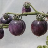 TOMATE COCKTAIL BLEUE - Graines BIO | Ferme de Sainte Marthe | Graines et Bio