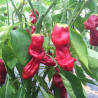 PIMENT "Pénis Rouge" - Graines BIO | Ferme de Sainte Marthe | Graines et Bio