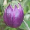 AUBERGINE VIOLETTE de FLORENCE - Graines BIO | Ferme de Sainte Marthe | Graines et Bio