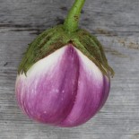 AUBERGINE VIOLETTE de FLORENCE - Graines BIO | Ferme de Sainte Marthe | Graines et Bio