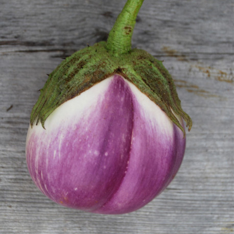 AUBERGINE VIOLETTE de FLORENCE - Graines BIO | Ferme de Sainte Marthe | Graines et Bio