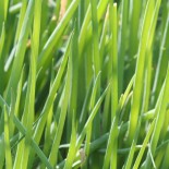CIBOULE Evergreen Nebuca - Graines non traitées | Ferme de Sainte Marthe | Graines et Bio