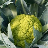 🥦 Graines de CHOU et BROCOLI - CHOU-FLEUR VERT Verde Di Macerata - Graines BIO