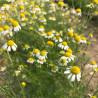 CAMOMILLE MATRICAIRE - Graines BIO | Ferme de Sainte Marthe | Graines et Bio