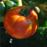 TOMATE ROYALE Des Guineaux - Graines BIO | Ferme de Sainte Marthe | Graines et Bio