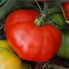 TOMATE MARMANDE - Graines BIO | Ferme de Sainte Marthe | Graines et Bio