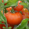 TOMATE MARMANDE - Graines BIO | Ferme de Sainte Marthe | Graines et Bio