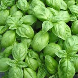 Graines de BASILIC - BASILIC GENOVESE - Graines BIO