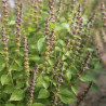 BASILIC SACRÉ ou TULSI - Graines BIO | Ferme de Sainte Marthe | Graines et Bio