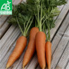 CAROTTE NANTAISE - Graines BIO | Ferme de Sainte Marthe | Graines et Bio