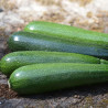 COURGETTE VERTE Non Coureuse des Maraîchers - Graines BIO | Ferme de Sainte Marthe | Graines et Bio